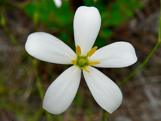 {Sabatia difformis}